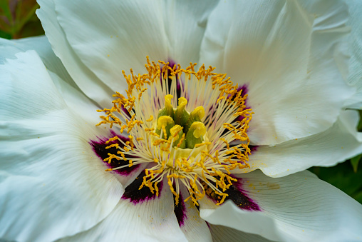 Macro photography of a single wood anemone (Anemone nemorosa) flower in spring.