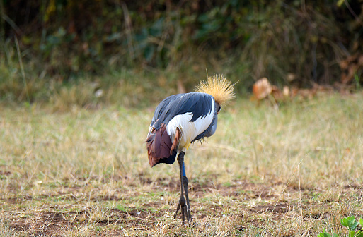Grey Crowned Crane.
The grey crowned crane (Balearica regulorum), also known as the African crowned crane, golden crested crane, golden crowned crane, East African crane, East African crowned crane, African crane, Eastern crowned crane, Kavirondo crane, South African crane, and crested crane, is a bird in the crane family, Gruidae. It is found in nearly all of Africa,[3] especially in eastern and southern Africa, and it is the national bird of Uganda.
