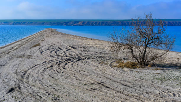 sandy spit with unique biodiversity and living community - моллюск песчаная мия стоковые фото и изображения