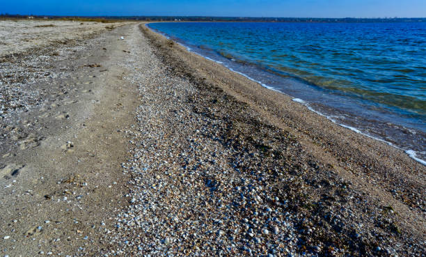 sandy spit with unique biodiversity and living community - моллюск песчаная мия стоковые фото и изображения