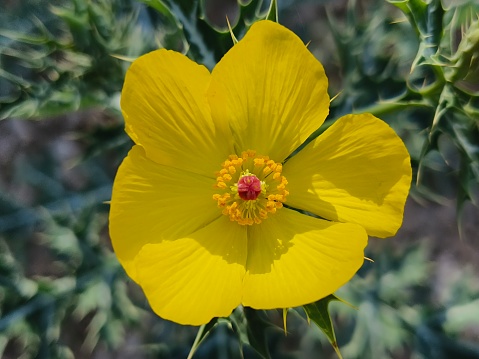 Argemone mexicana is a species of poppy found in Mexico and now widely naturalized in many parts of the world. An extremely hardy pioneer plant, it is tolerant of drought and poor soil, often being the only cover on new road cuttings or verges. It has bright yellow latex....