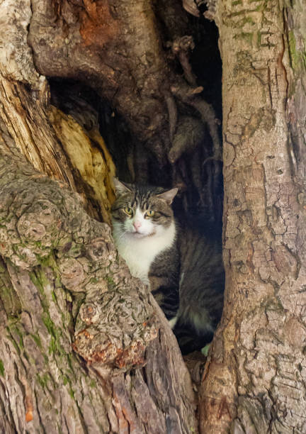 Domestic cat in a hollow tree in Sofievsky Park, Ukraine