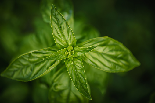 Organic basil growing in the garden. Herbs/ spices