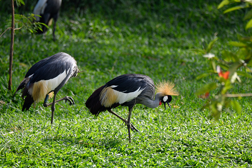 Grey Crowned Crane.\nThe grey crowned crane (Balearica regulorum), also known as the African crowned crane, golden crested crane, golden crowned crane, East African crane, East African crowned crane, African crane, Eastern crowned crane, Kavirondo crane, South African crane, and crested crane, is a bird in the crane family, Gruidae. It is found in nearly all of Africa,[3] especially in eastern and southern Africa, and it is the national bird of Uganda.