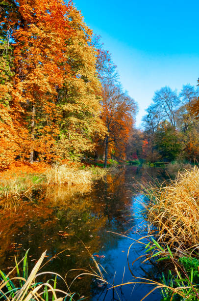 autumn landscape, colorful trees with yellow foliage in sofievsky park, uman - uman zdjęcia i obrazy z banku zdjęć