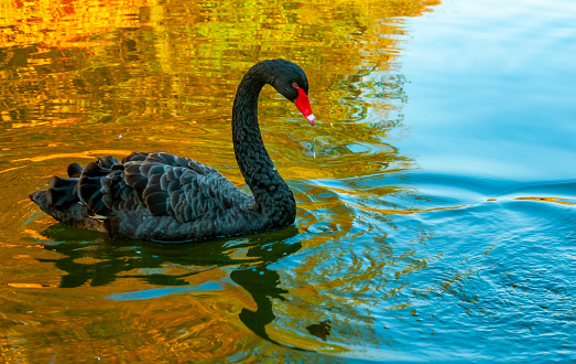 A black swan swims in an artificial lake in Sophia Park, Uman, Ukraine