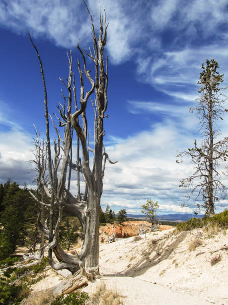 un albero morto e un pino bristlecone, vicino alla strada del bordo nel bryce canyon national park nello utah - bristlecone pine tree pine tree death foto e immagini stock