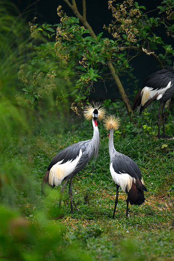 Grey Crowned Crane.
The grey crowned crane (Balearica regulorum), also known as the African crowned crane, golden crested crane, golden crowned crane, East African crane, East African crowned crane, African crane, Eastern crowned crane, Kavirondo crane, South African crane, and crested crane, is a bird in the crane family, Gruidae. It is found in nearly all of Africa,[3] especially in eastern and southern Africa, and it is the national bird of Uganda.