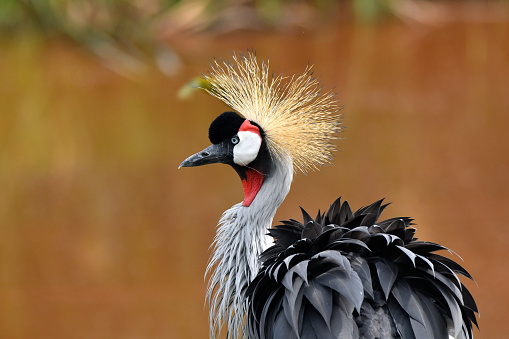 Grey crowned Crane wading in the water in the Ngorongoro Crater in Tanzania