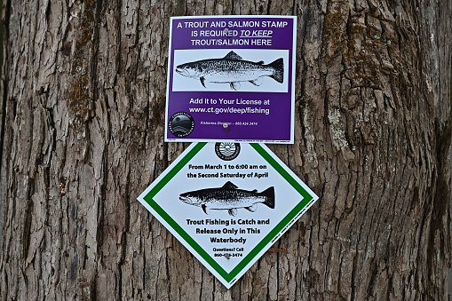 Boldly colored fishing signs along the Bantam River in Connecticut, nailed to a tree by the state's Department of Energy and Environmental Protection (DEEP). The top sign states that anglers must purchase a trout and salmon stamp to keep their catch, which otherwise must be released. The bottom sign states that, from March through mid-April, \