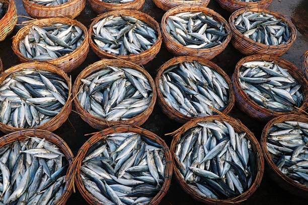 istock Baskets of fish sit at a fish market 1955087402