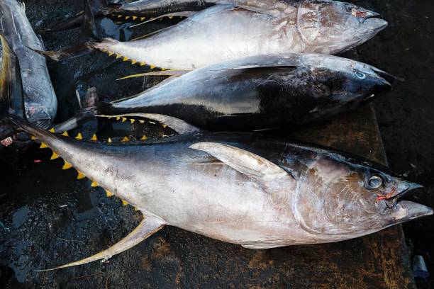istock Big-game fishing, tuna 1955087410