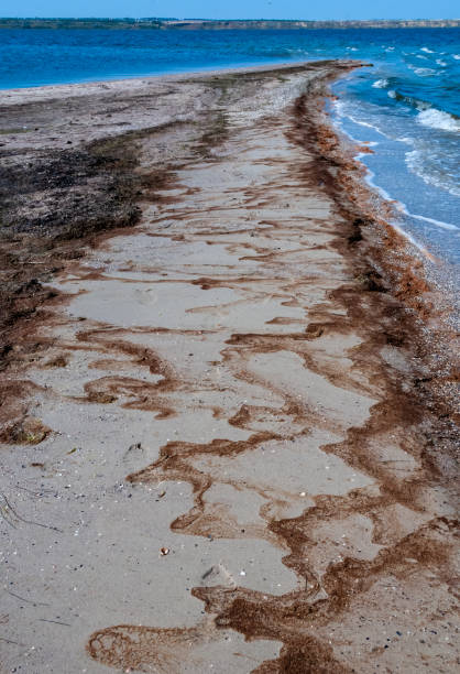 istock Water bloom, algae thrown onto the sandy shore during the period of mass development of algae in Tiligul estuary 1955092234