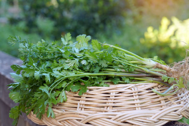 istock Coriander from the organic vegetable plot in the basket, 1955095864
