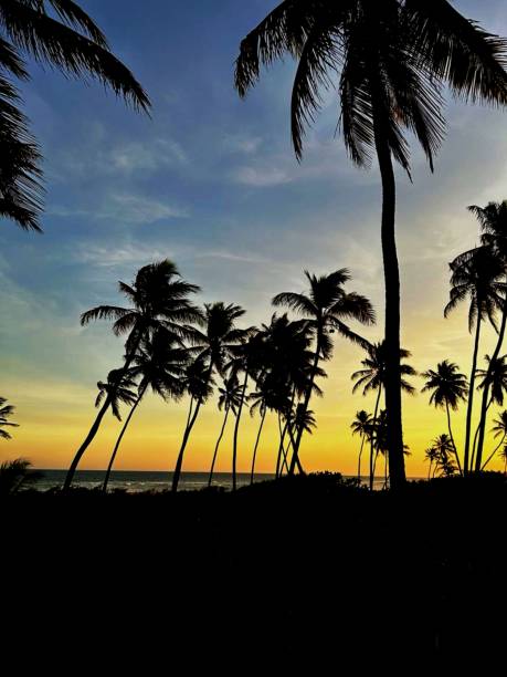 istock Silhouette of palm trees on a beach during sunset 1955096394