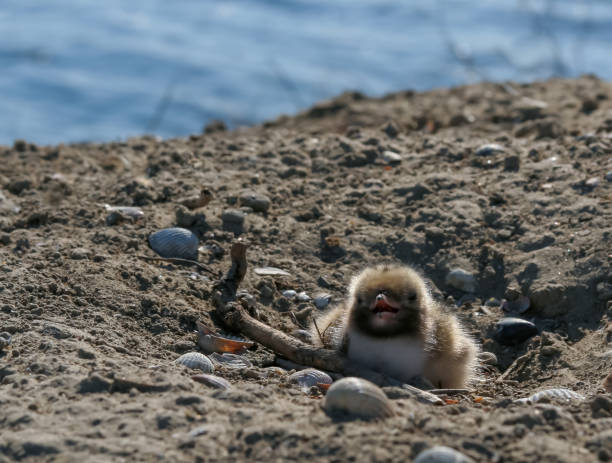 Sandwich tern (Thalasseus sandvicensis), tern chick in the nest, Tiligulskiy estuary, Ukraine