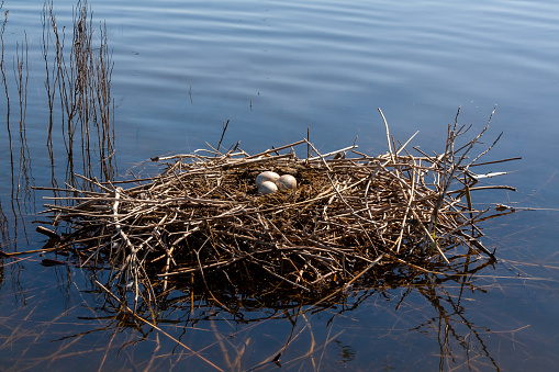 Nest from plant branches with eggs in the shallow water of the Tiligul estuary, Ukraine