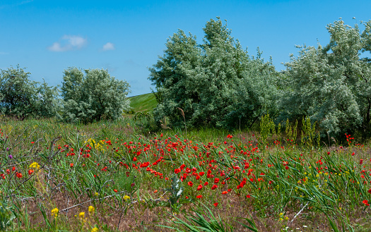 The rural landscape near Pienza in Tuscany. Italy