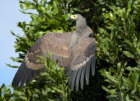 African Harrier-Hawk.\nThe African harrier-hawk, harrier hawk or gymnogene (Polyboroides typus) is a bird of prey. It is about 60–66 centimetres (24–26 in) in length. It breeds in most of Africa south of the Sahara. The only other member of the genus is the allopatric Madagascar harrier-hawk (Polyboroides radiatus).