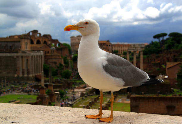 Photo of a white seagull in the foreground on a blurred background with the Roman Forum and stormy sky in the capital of Italy - the city of Rome