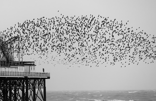 One of the most spectacular  Natural Wonders of the world as thousands of starlings create amazing patterns in the sky. This is known as a Murmuration.