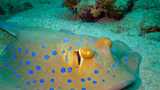 Fish of the Red Sea. (Taeniura lymma) Bluespotted ribbontail ray lies on sand or floats among corals on a reef in the Red Sea, Marsa Alam, Egypt