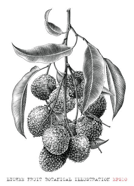 istock lychee fruit botanical illustration vintage engraving style black and white clip art 1955140572