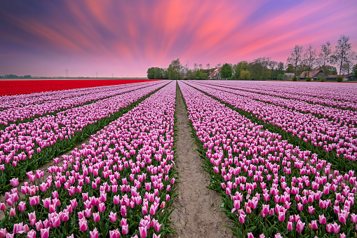 Incredible sunset at the tulip fields in the countryside from the Netherlands in spring