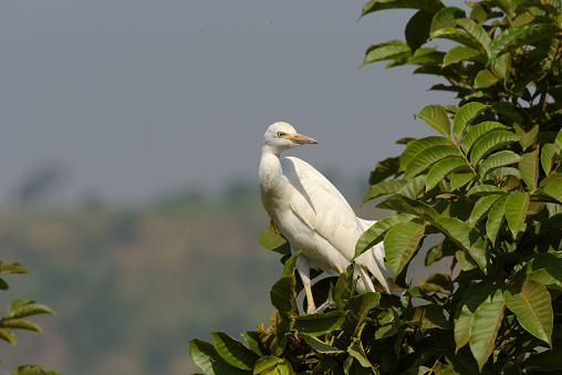 Western Cattle Egret.\nThe western cattle egret (Bubulcus ibis) is a species of heron (family Ardeidae) found in the tropics, subtropics and warm temperate zones. Most taxonomic authorities lump this species and the eastern cattle egret together (called the cattle egret), but some (including the International Ornithologists' Union) separate them. Despite the similarities in plumage to the egrets of the genus Egretta, it is more closely related to the herons of Ardea. Originally native to parts of Asia, Africa and Europe, it has undergone a rapid expansion in its distribution and successfully colonised much of the rest of the world in the last century.\n\nIt is a white bird adorned with buff plumes in the breeding season. It nests in colonies, usually near bodies of water and often with other wading birds. The nest is a platform of sticks in trees or shrubs. Western cattle egrets exploit drier and open habitats more than other heron species. Their feeding habitats include seasonally inundated grasslands, pastures, farmlands, wetlands and rice paddies. They often accompany cattle or other large mammals, catching insect and small vertebrate prey disturbed by these animals. Some populations of the cattle egret are migratory and others show post-breeding dispersal.\n\nThe adult cattle egret has few predators, but birds or mammals may raid its nests, and chicks may be lost to starvation, calcium deficiency or disturbance from other large birds. This species maintains a special relationship with cattle, which extends to other large grazing mammals; wider human farming is believed to be a major cause of their suddenly expanded range. The cattle egret removes ticks and flies from cattle and consumes them. This benefits both species, but it has been implicated in the spread of tick-borne animal diseases.