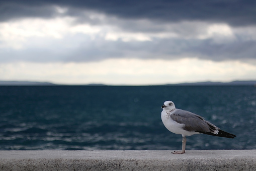 Seagull standing on the rock by the sea. Selective focus.