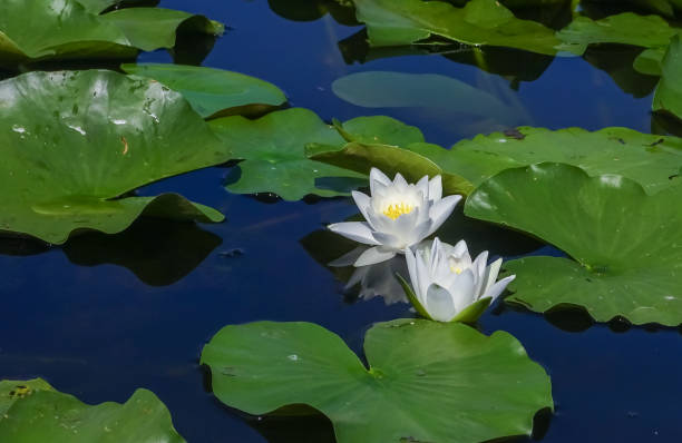 istock Beautiful white water lily (Nymphaea alba) flowers on the water surface 1955162407