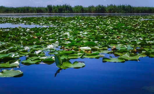 Beautiful white water lily (Nymphaea alba) flowers on the water surface in the lake, Kugurluy, Ukraine