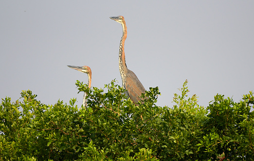 Goliath Heron.\nThe Goliath heron (Ardea goliath), also known as the giant heron, is a very large wading bird of the heron family, Ardeidae. It is found in sub-Saharan Africa, with smaller, declining numbers in Southwest and South Asia.