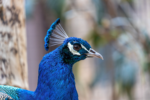 Beautiful blue peacock head and neck