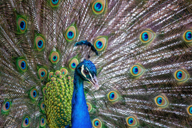 istock Indian Peafowl (Pavo cristatus) in India 1955167657