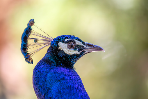 peacock close up at outdoor