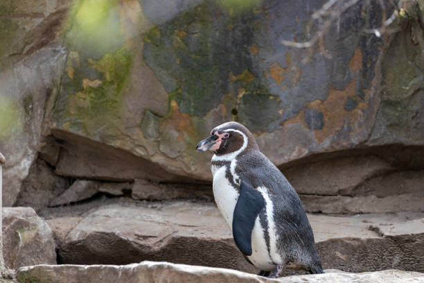 istock Humboldt Penguin (Spheniscus humboldti) in Peru 1955170814