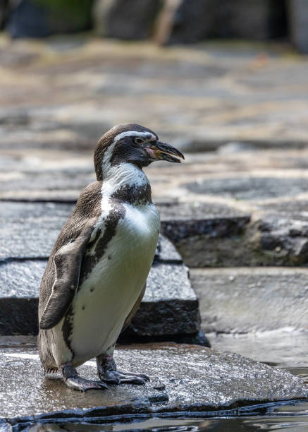 istock Humboldt Penguin (Spheniscus humboldti) in Peru 1955171339