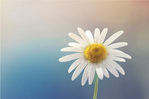 macro photography of spring bloom