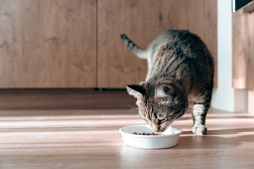 Domestic tabby cat approaches a bowl of food, bright sunlight falls on the floor and on the cat. High quality photo