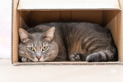 Cute grey cat in a cardboard box on the floor at home. High quality photo