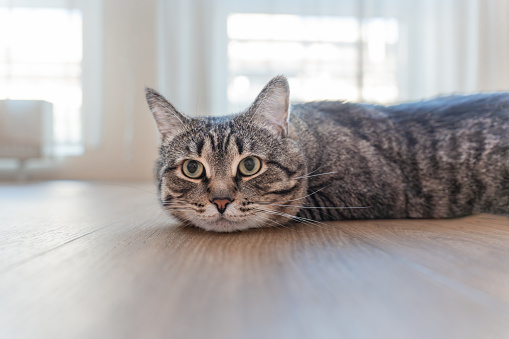 Domestic cat with green eyes lies on floor, tired from playing, lazy, sick, resting from hot weather. High quality photo