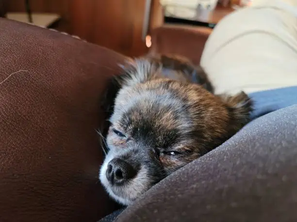 Sleepy Chihuahua