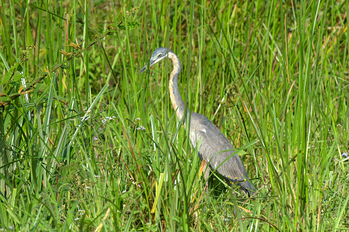 Black-headed Heron.
The black-headed heron (Ardea melanocephala) is a wading bird of the heron family Ardeidae, common throughout much of sub-Saharan Africa and Madagascar. It is mainly resident, but some west African birds move further north in the rainy season.

This species usually breeds in the wet season in colonies in trees, reedbeds or cliffs. It builds a bulky stick nest, and lays 2–4 eggs.

It often feeds in shallow water, spearing fish or frogs with its long, sharp bill. It will also hunt well away from water, taking large insects, small mammals, and birds. It will wait motionless for its prey, or slowly stalk its victim.

The black-headed heron is a large bird, standing 85 cm tall, and it has a 150 cm wingspan. It is nearly as large as the grey heron, which it resembles in appearance, although it is generally darker. Its plumage is largely grey above, and paler grey below. It has a powerful dusky bill.

The flight is slow, with the neck retracted. This is characteristic of herons and bitterns, and distinguishes them from storks, cranes, and spoonbills, which extend their necks. The white underwing coverts are striking in flight.

The call is a loud croaking.