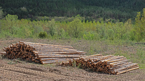 istock Tree trunks stacked with wood in the forest forest clearing wood storage 1955190679