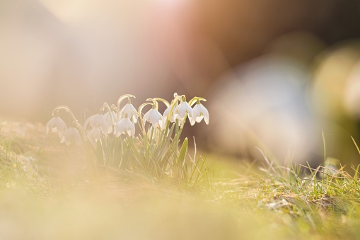 Spring flowers in the soft morning light