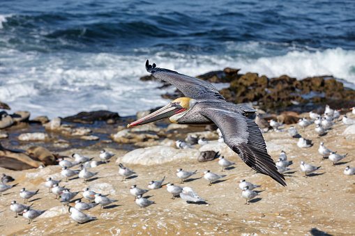 Image of a pelican flying above the sea