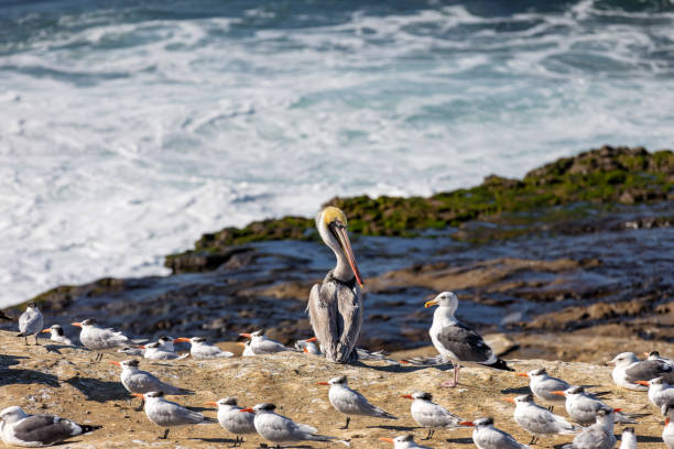 istock Pelican sitting on the cove 1955193745
