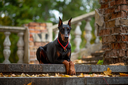 A beautiful female Doberman Pinscher lies on the landing of an old flight of stairs in the park against the backdrop of fallen maple leaves