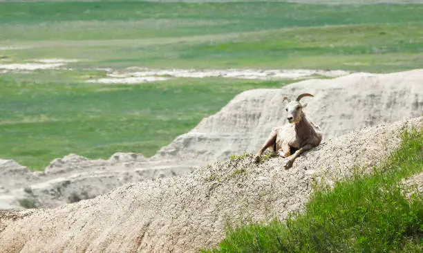 Bighorn sheep in the Badlands Nat. Park, South Dakota - United States